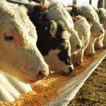 مهلت ثبت‌ سفارش نهاده‌های دامی اعلام شد