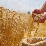 اصلاح قیمت گندم به کجا رسید؟ / کشاورزان منتظر تصمیم نهایی