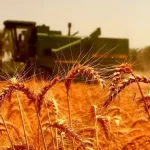 خط قرمز جدید برای بازار گندم/ قیمت گندم نباید زیر ۵۰ هزار تومان باشد