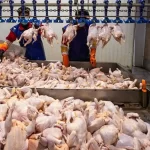 قیمت جدید مرغ اعلام شد/ هر کیلو مرغ منجمد در بازار امروز چهارشنبه ۲۹ بهمن ۱۴۰۴ چند؟