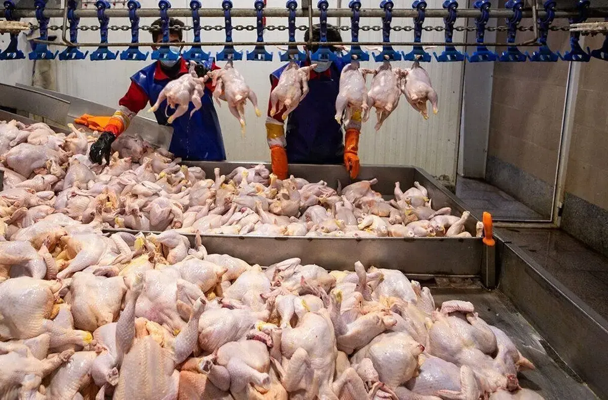 قیمت جدید مرغ اعلام شد/ هر کیلو مرغ منجمد در بازار امروز چهارشنبه ۲۹ بهمن ۱۴۰۴ چند؟