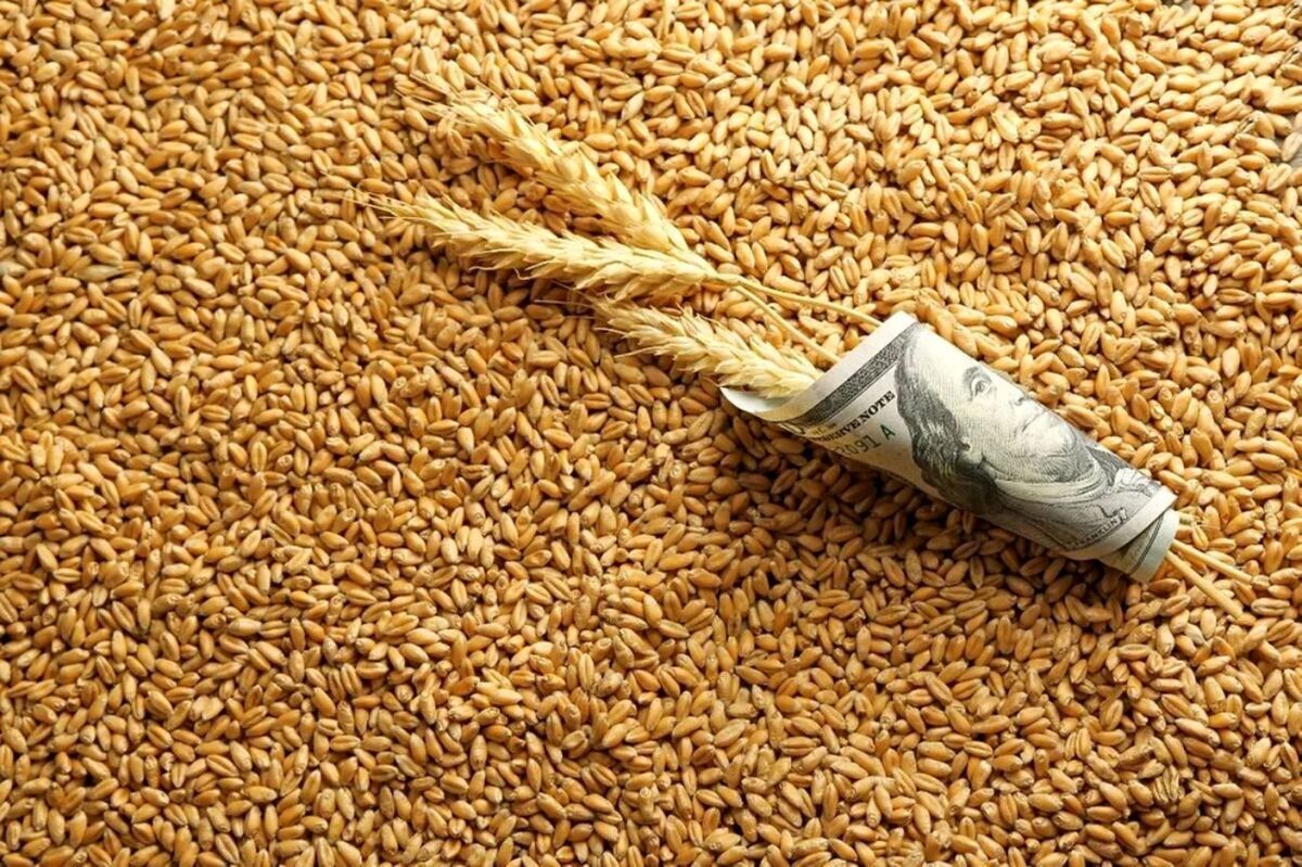 بازنگری در قیمت گندم/ منتظر گران شدن نان باشید