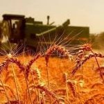 بازار گندم در شوک / قیمت واقعی گندم اعلام شد