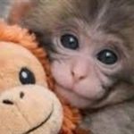 پانچ کوچک دل دنیا را لرزاند+ فیلم