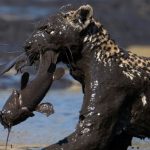 شگرد عجیب پلنگ برای ماهیگیری + فیلم