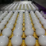 کاهش عجیب قیمت تخم مرغ در بازار امروز ۵ اسفند ۱۴۰۴/ هر شانه تخم مرغ به چند تومان رسید؟