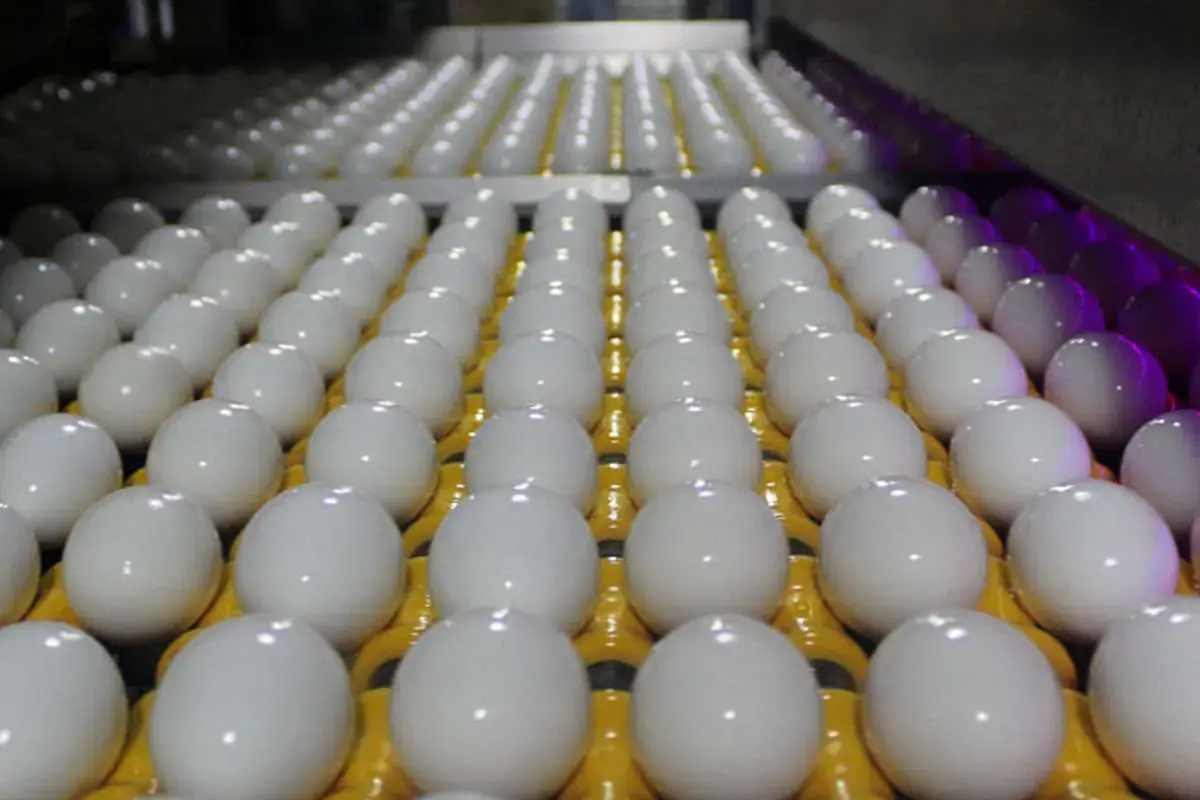 کاهش عجیب قیمت تخم مرغ در بازار امروز ۵ اسفند ۱۴۰۴/ هر شانه تخم مرغ به چند تومان رسید؟