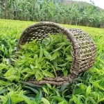 رشد ۱۰.۲ درصدی صادرات چای/ افزایش درآمد ارزی کشور تا پایان دی‌ماه