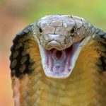 فرار مار بلعیده شده از دهان مار کبرا به لطف نیروی جاذبه+ فیلم