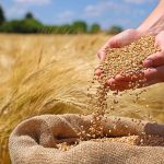 خرید ۱۰ میلیون تن گندم از کشاورزان مشروط بر اصلاح قیمت