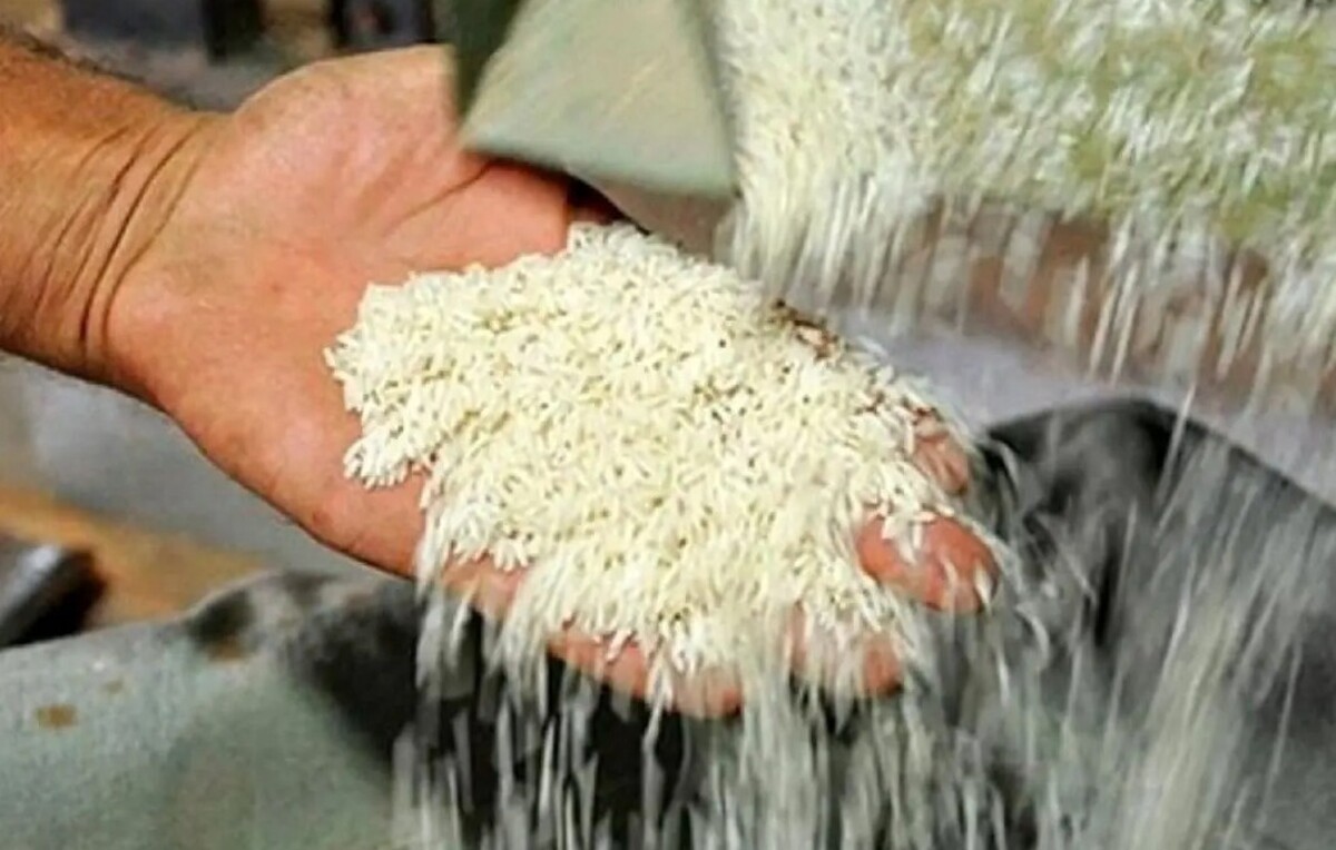 آغاز توزیع برنج دولتی به قیمت ۱۵۱ هزار تومان / کالاهای اساسی را با تخفیف ۳۰ درصدی بخرید
