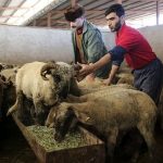 قیمت جدید دام‌زنده اعلام شد/ گرانی گوشت در راه است