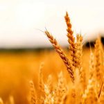 یک پیشنهاد سرنوشتساز در کشاورزی / وام با سود صفر درصد برای این کشاورزان در نظر گرفته شود یک پیشنهاد سرنوشتساز در کشاورزی / وام با سود صفر درصد برای این کشاورزان در نظر گرفته شود