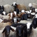 قطر خواستار واردات گوسفند از ایران شد