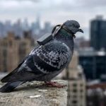 تبدیل پرندگان به جاسوس با حمایت دختر پوتین