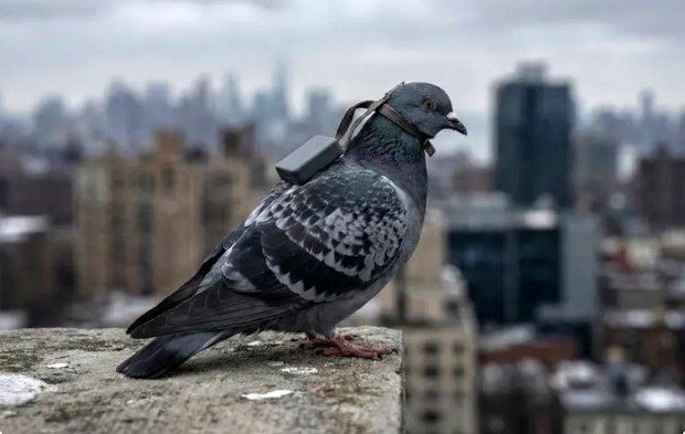 تبدیل پرندگان به جاسوس با حمایت دختر پوتین