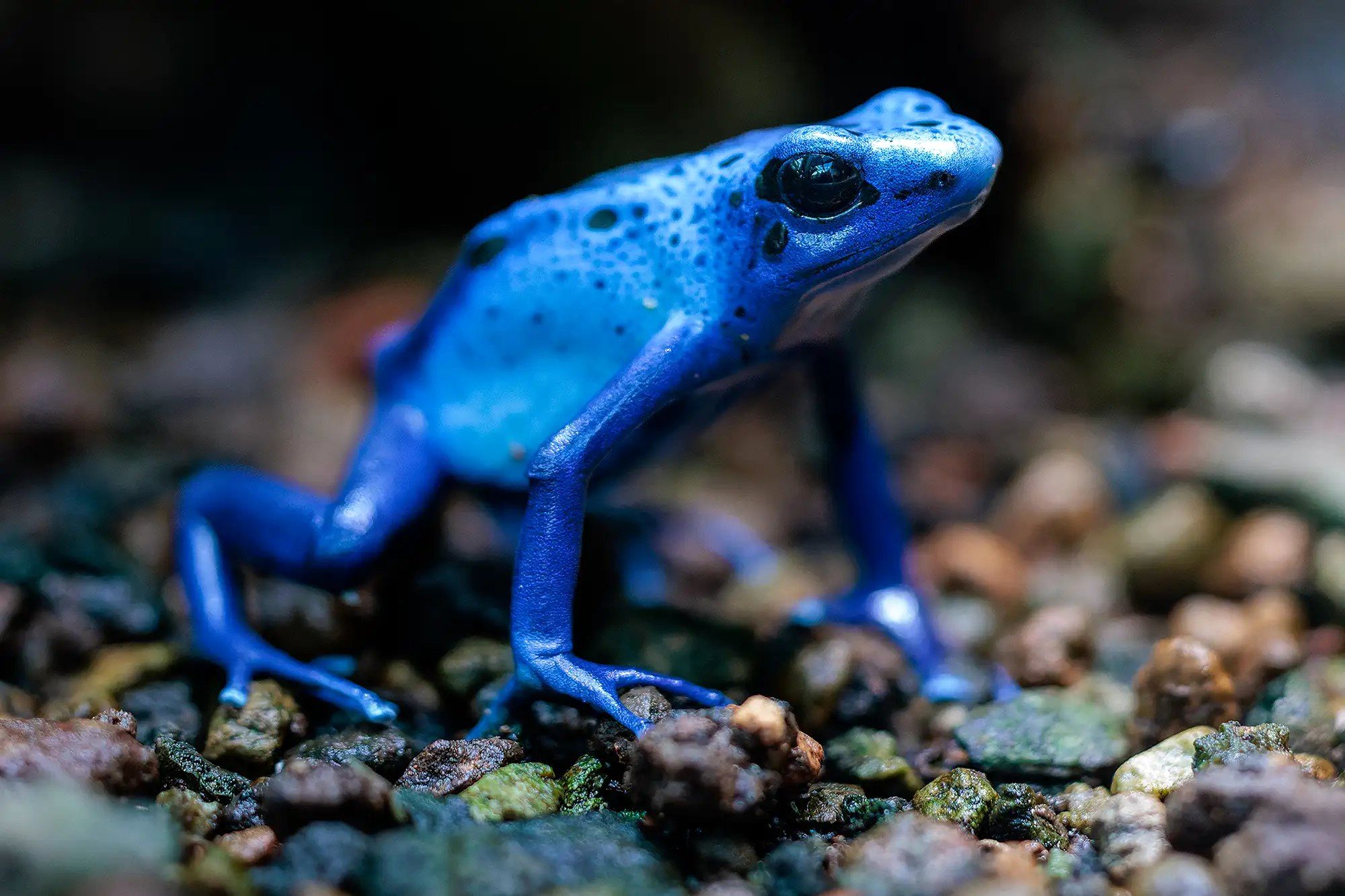 آیا این قورباغه سلاح مخفی کرملین است؟ + فیلم