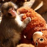 میمون یتیم بالاخره مادر پیدا کرد + فیلم