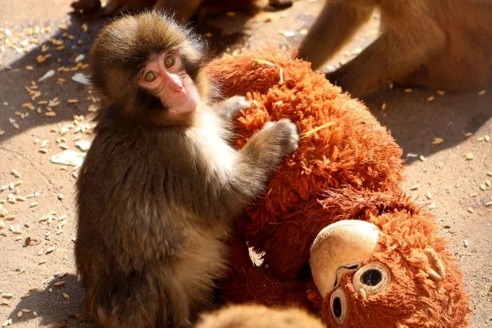 میمون یتیم بالاخره مادر پیدا کرد + فیلم