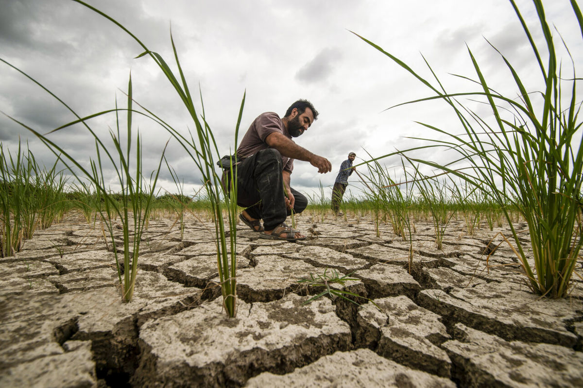 کشاورزی در تله سرمایه و روش‌های سنتی