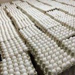 اعتراض روزنامه اصولگرا به ارزانی تخم مرغ/ قیمتش حتی از دان مرغ هم کمتر است/ نتایجش را یک ماه آینده می بینیم!