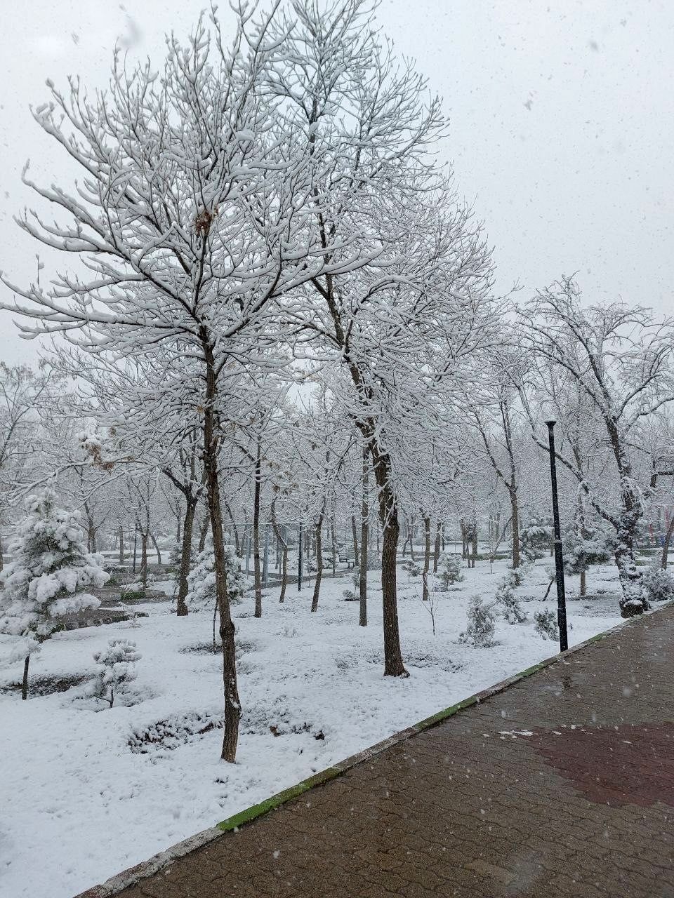 بارش برف تبریز را سفیدپوش کرد+عکس