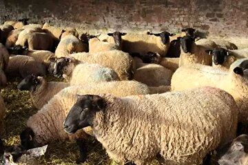 دام زنده ارزان شد/ قیمت جدید چند؟