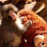 تمام دنیا درباره این بچه میمون صحبت می‌ کنند/ ماجرای تولد پانج و عروسک بزرگ اورانگوتانش