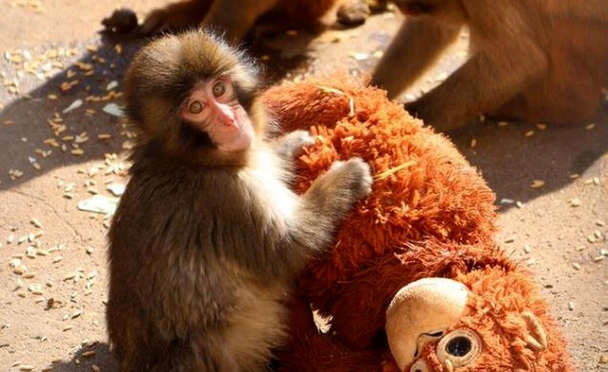 تمام دنیا درباره این بچه میمون صحبت می‌ کنند/ ماجرای تولد پانج و عروسک بزرگ اورانگوتانش